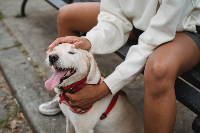 chien règles ville samatan