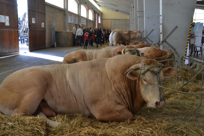Foire agricole 2023 - Les bovins, les "stars" de la Foire