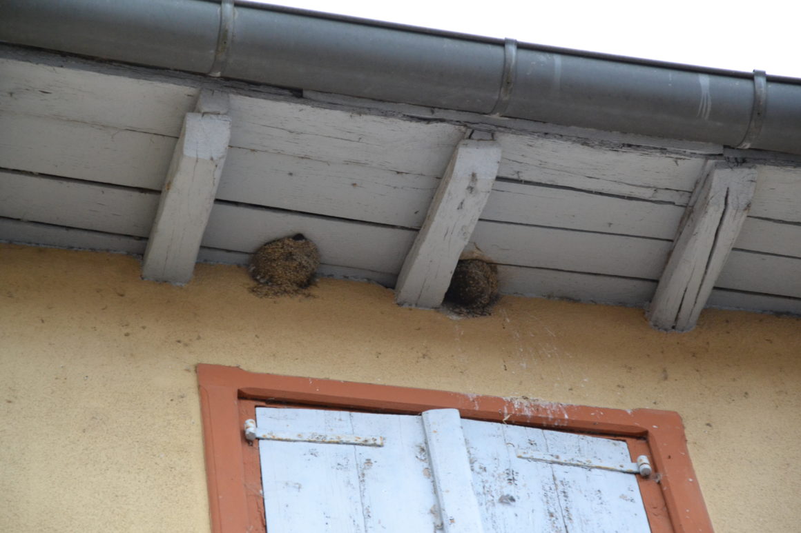 Hirondelles2 - juillet 2024