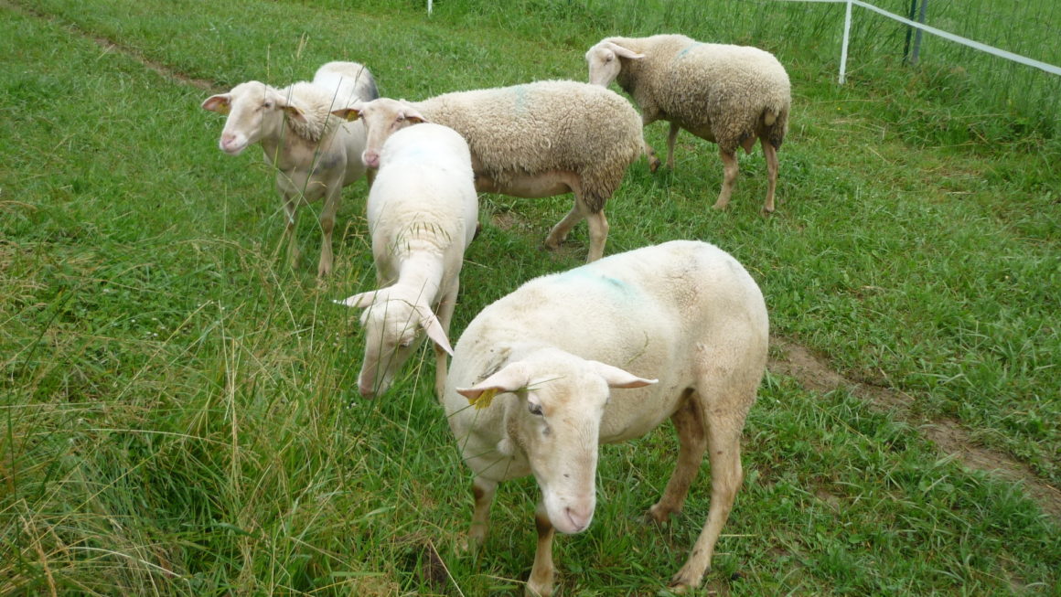 Agriculture ovins