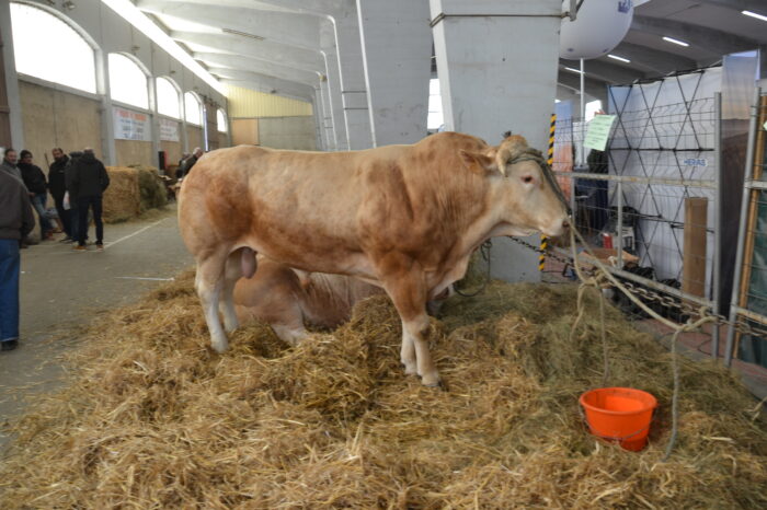 DSC_0066 - "Beau blond" DSC_0066 - "Beau blond"