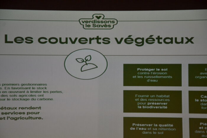 DSC_0613 - Les bienfaits des couverts végétaux DSC_0613 - Les bienfaits des couverts végétaux