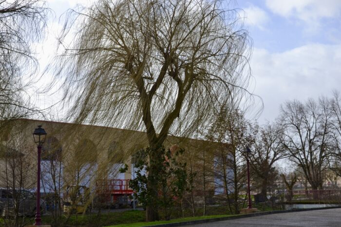 Alerte météo - 12 février 2026 - Effet du vent sur les arbres au pied du canal.
Alerte météo - 12 février 2026 - Effet du vent sur les arbres au pied du canal.